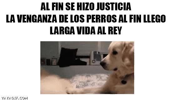 Perro,Gato,Rey,Justicia,Lucha,Pelea,Empujar