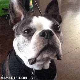 Perro,Hambre,Comida,Dar,Bulldog frances,Pedir,Bocadillo