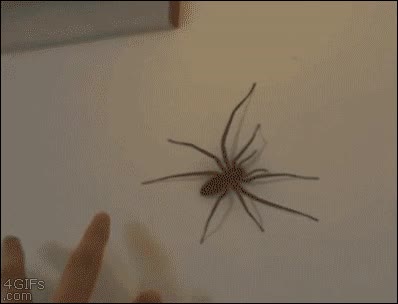 araña,tocar,grande,muy grande,incordiar,atacar,morder