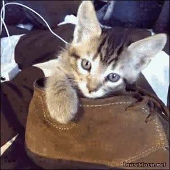 Felino,Fr&iacute;o,Abrigar,Calentar,Gato