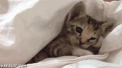 Gato,Sue&ntilde;o,Yo tambi&eacute;n,Dormir,Pereza,Bostezar