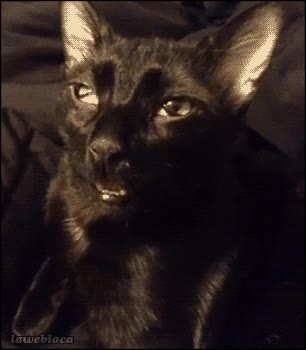 salir,fiesta,sobado,gato,dormir,viernes,sabado ma&ntilde;ana