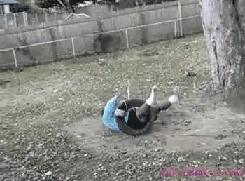 gordo,cuerda,rueda,neumatico,arbol,colgando