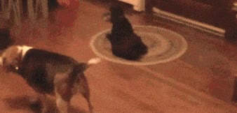 conseguir,lanzar,pelota,perro,tirar,buscar,engañar