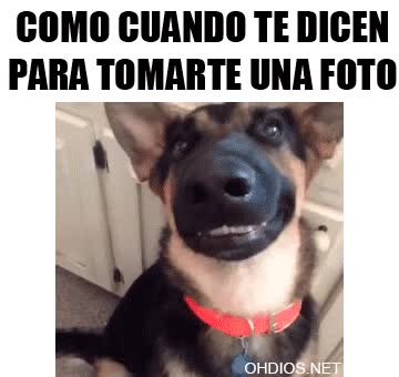falsa,sonrisa,pose,c&aacute;mara,perro,falsedad