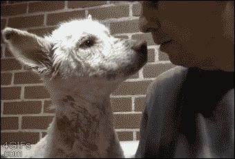 personas como esa deberia haber mas,rescatar,callejero,perro,fé