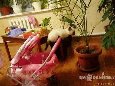 planta,rosa,carrito,caida,gato