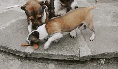 Comida,Robar,Perro,Salchicha,Ladrón