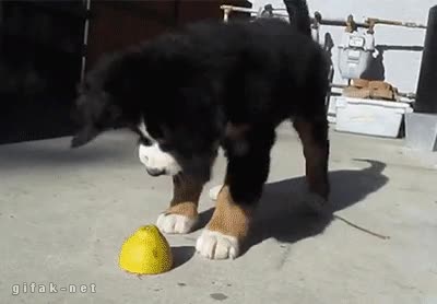 Acido,Lim&oacute;n,Acidez,Perro,Odio,Loco,Cachorro