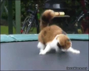 Gato,Atacar,Jugar,Juguete,Peludo