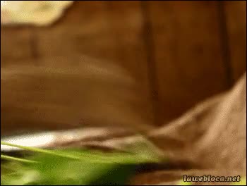 Comer,Correr,Escapar,Velocidad,Debe ser ninja