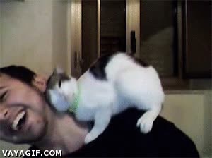 Restregarse,Gato,Cuello,Cari&ntilde;o,Mimo,Rascar,Feliz.