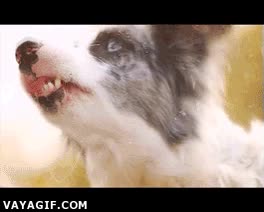 perro,ventana,poseído,extraño,cristal,lengua,locura