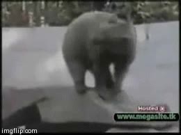 Vacaciones,Semana,Oso,Polar,Bailar,Sacudir,Cabeza