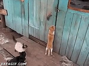 gato,abrir,puerta,asaltar,comida,hambre