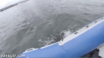 tiburon,diente,mordisco,pinchar,morder,balsa,hinchable