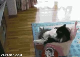 tele,sofa,gato,sentado,cerveza,apalancado