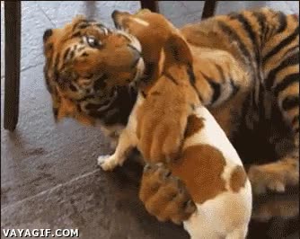 tigre,perro,jugar,amistad,cachorros,gato,felino,grande