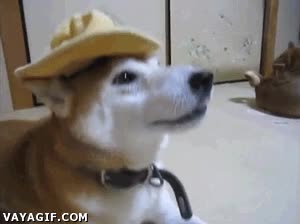 ligar,perro,sombrero,like a boss,señoritas,invitar,don juan