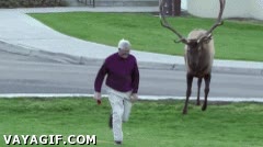 reno,escapar,cornar,perseguir,cuidadores,ciervo,alce