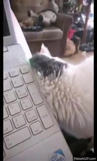 portatil,restregar,cari&ntilde;o,gato,rascar,celos,mimos