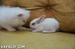 oler,cachorros,crias,bebes,Gato