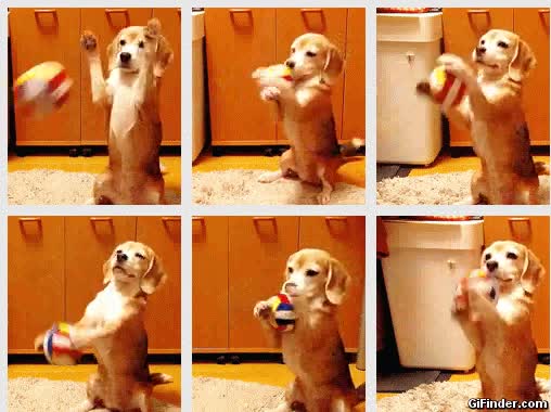 portero,perro,pelota,atrapar,coger