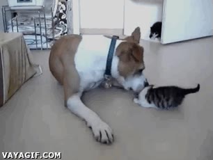 perro,bostezar,gato,cachorro,jugar,bostezo en la cara,morder