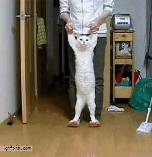 caminar,aprender,gatete,gato,no parece entusiasmarle mucho,pies,humano