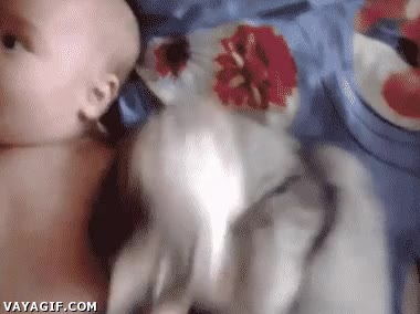 gato,bebe,querer,abrazar,caranto&ntilde;a,peque&ntilde;o