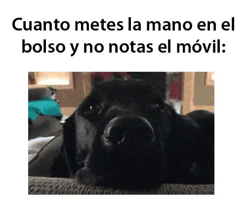 perro,ojos,móvil,bolsa,no está