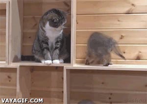 gatito,gato,cansancio,marear,caer,ignorar,cansado,ayudar