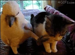 cacatua,gato,loro,rascar,garra,amigos