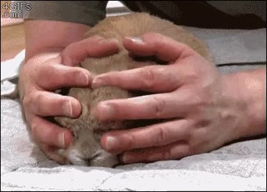 tocar,acaricicar,guardar,dueño,mano,conej