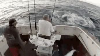 abordaje de un pez,kamikaze,pez asesino,se rebela