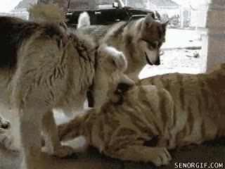 tigre,perros,canes,felinos