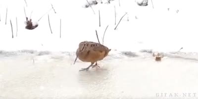 baile,ave,pajaro