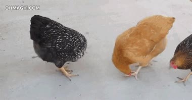 gallina,perseguir,picar,puntero l&aacute;ser,intriga