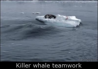 Orcas trabajando en equipo para atacar a una pobre e indefensa foca nadar,equipo,delfínidos,orca,inteligencia,foca,ballena asesina