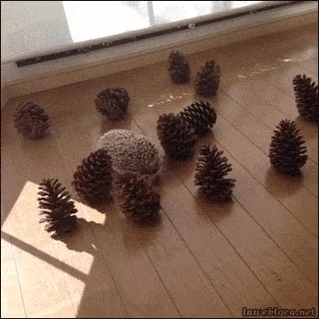 parecido,jugar,erizo,pi&ntilde;as de pino,compa&ntilde;eros