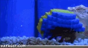 casa,caparaz&oacute;n,lego,cangrejo ermita&ntilde;o,moda