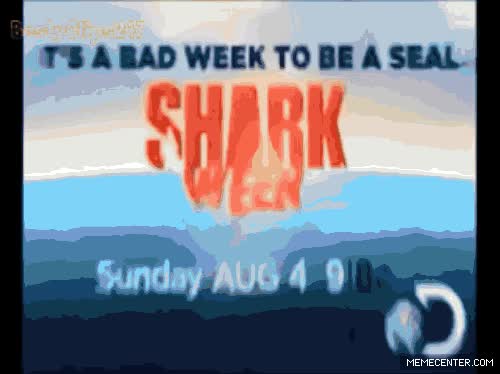 momento,incomodo,reportera,presentadora,en directo,noticias,tiburon,muerte,foca