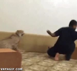 amigo,patada,trolear,troleo,guepardo,felino