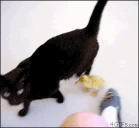 pato,pesado,seguir,patito,gato