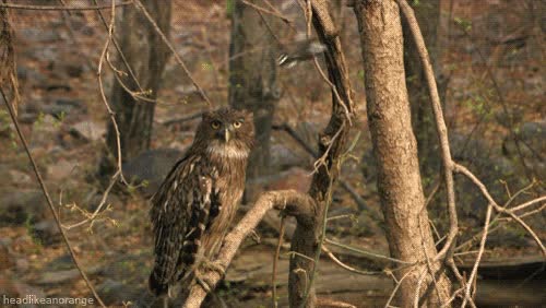 molestar,pájaro,aves,Buho