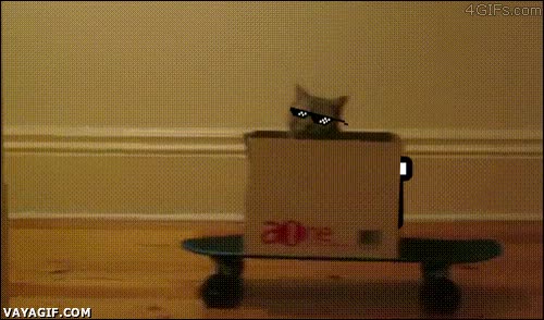 gato,deal with it,caja,gafas