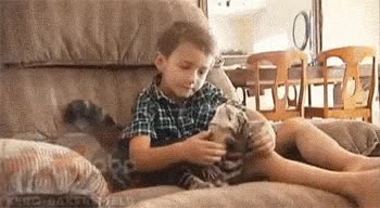 niño,gato,salvar,perro,beso,amigos,bestfriends