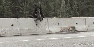 oso,madre,morder,rescatar,carretera,osito,cruzar