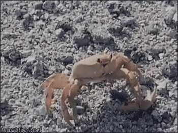 cangrejo,pinza,quitar