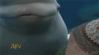 beso,primera vez,espantar,beluga,ballena